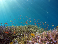 DallâItalia Crowdfunding per studiare i coralli giganti e proteggere gli oceani