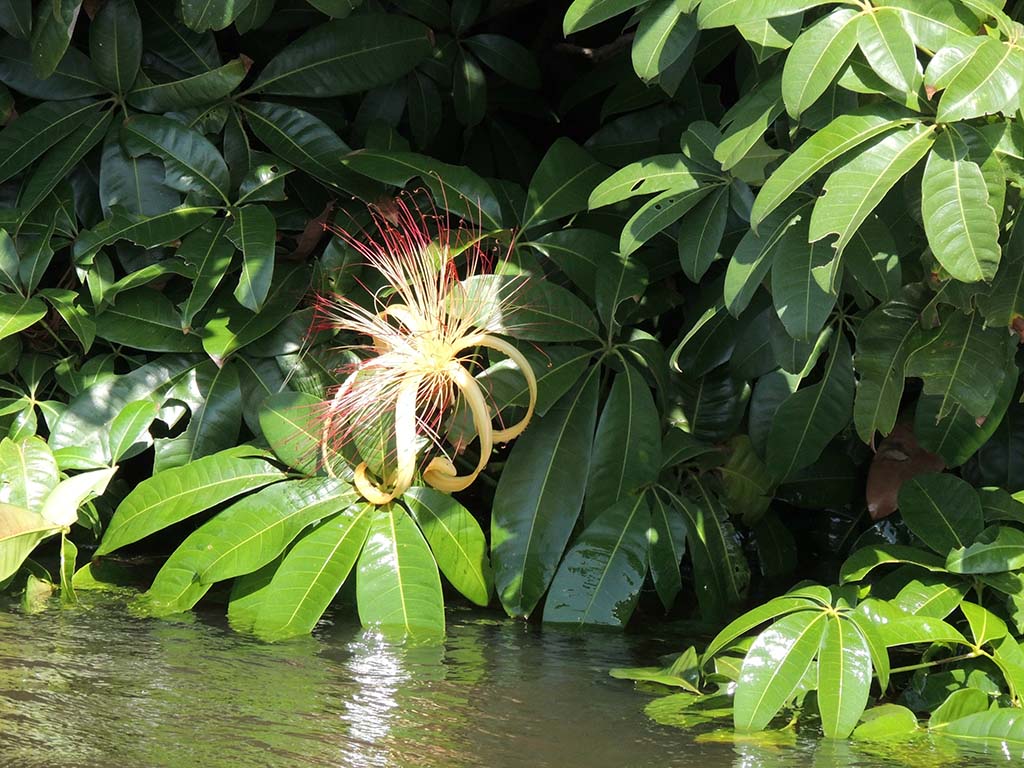 506 - Fiore di mangrovia - Brasile