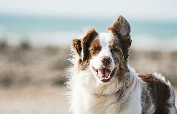 Ecco come gestire il proprio cane in modo sostenibile