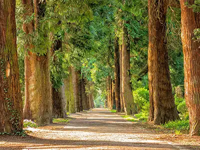  Exploring tree conservation with Francesco Ferrini