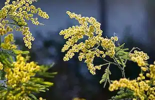 Le origini della festa della donna