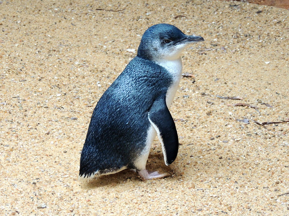 143 - Piccolo pinguino blu a Kangaroo Island