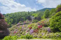 Oasi Zegna: a passeggio tra i fiori piemontesi