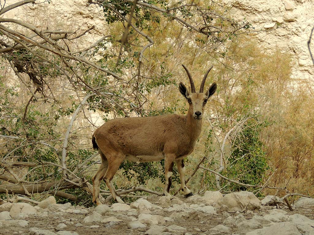 576 - Oasi di Ein Gedi, stambecco - Israele