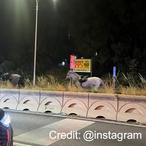 Fireworks incident at Republic Day rehearsal leaves horses panicked, four injured and investigation ongoing
