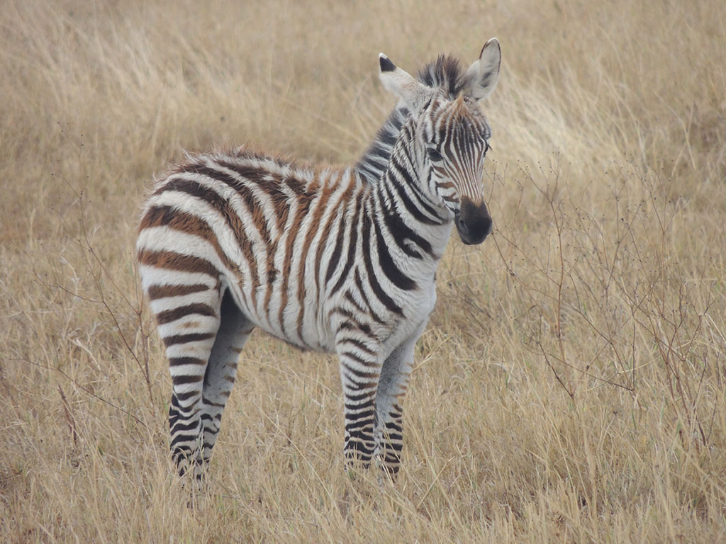 79 - Lake Manyara - Tanzania