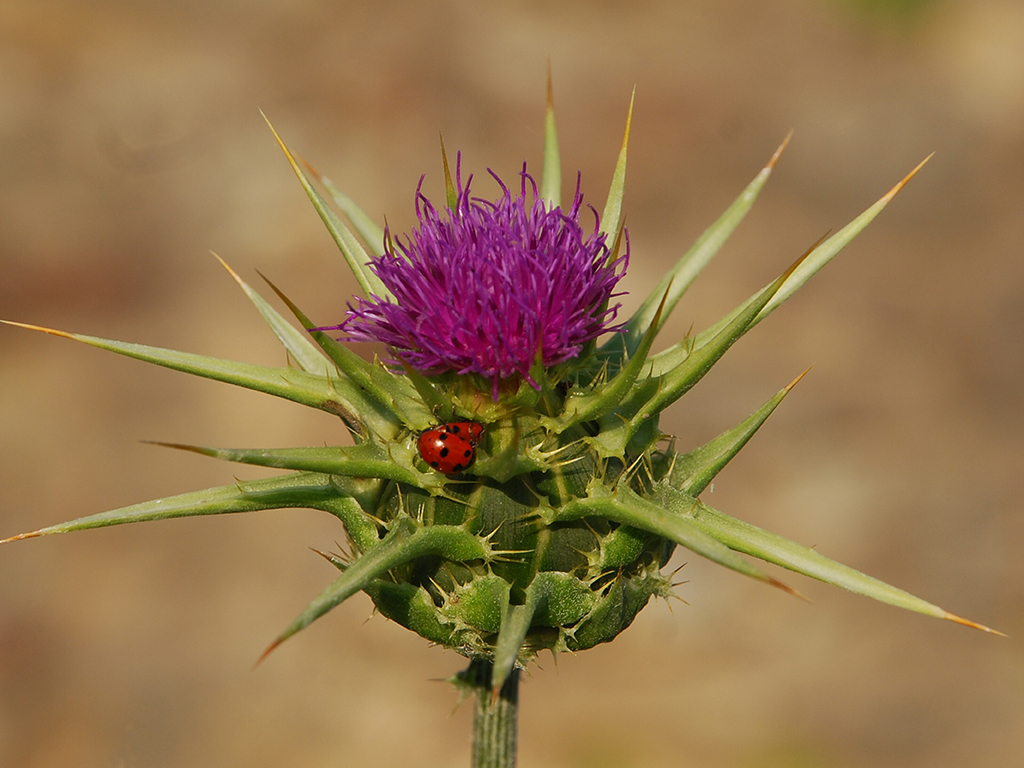 622 - Cardo con coccinella - Albania