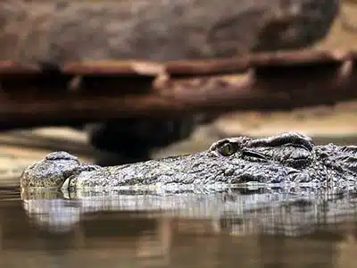 RICERCA, 7 MILIONI DI ANNI FA IL COCCODRILLO AFRICANO ATTRAVERSÃ LâATLANTICO
