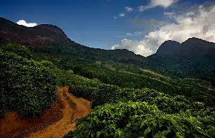 IllycaffÃ¨ lancia in tutto il mondo il primo caffÃ¨ da agricoltura rigenerativa