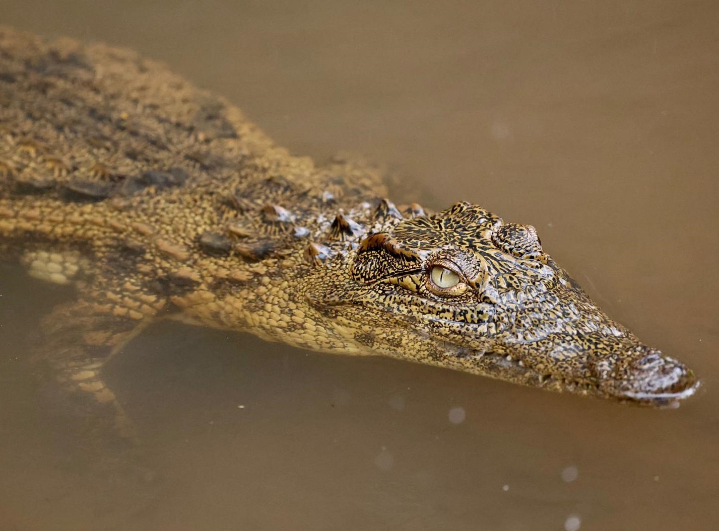 13 - Coccodrillo - Madagascar