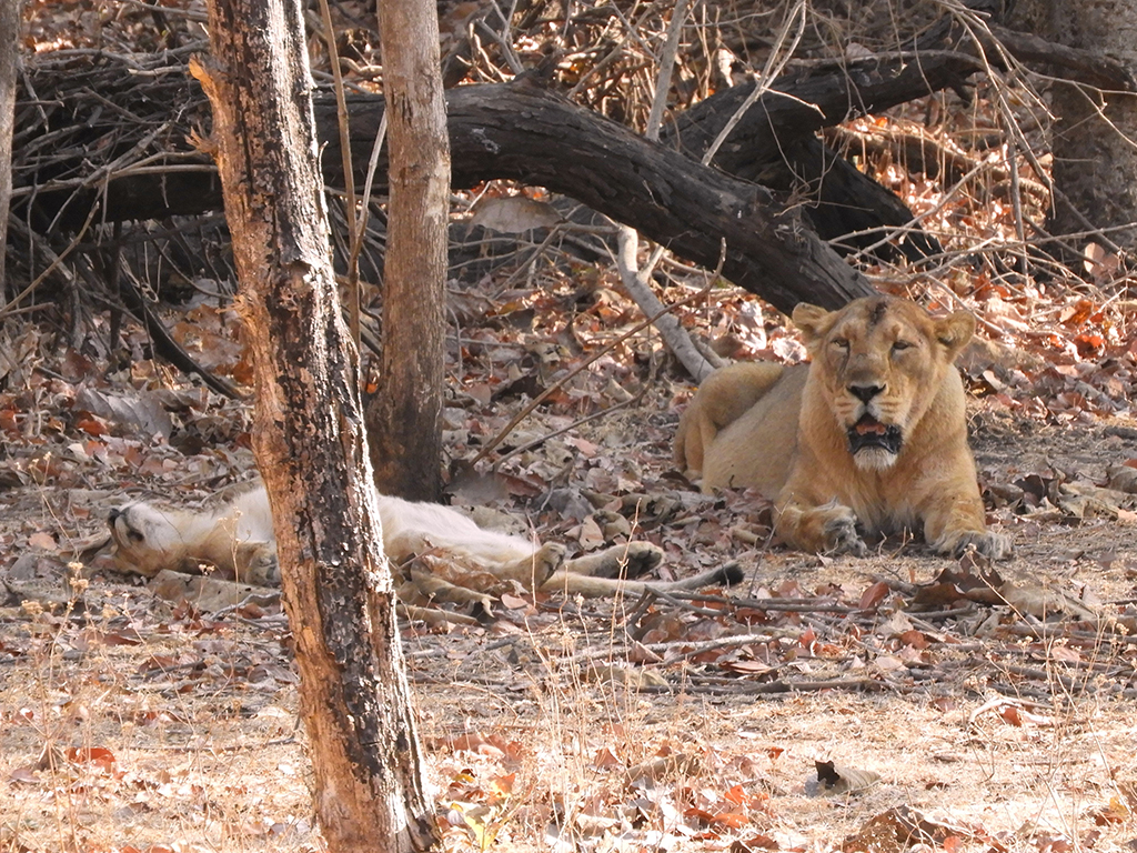 016 - Leoni asiatici presso il Sasan Gir National Park - Gujarat