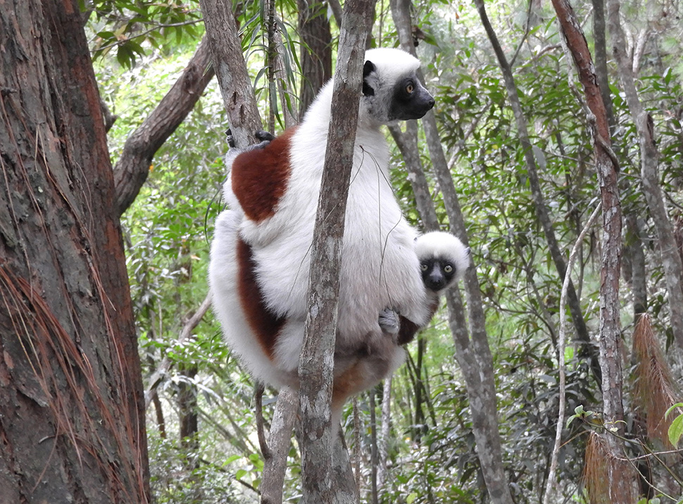 06 - Lemure Sifaka di Coquerel con cucciolo - Madagascar