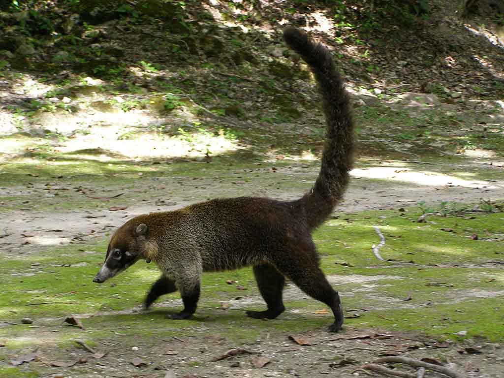 796 - Coati - Guatemala