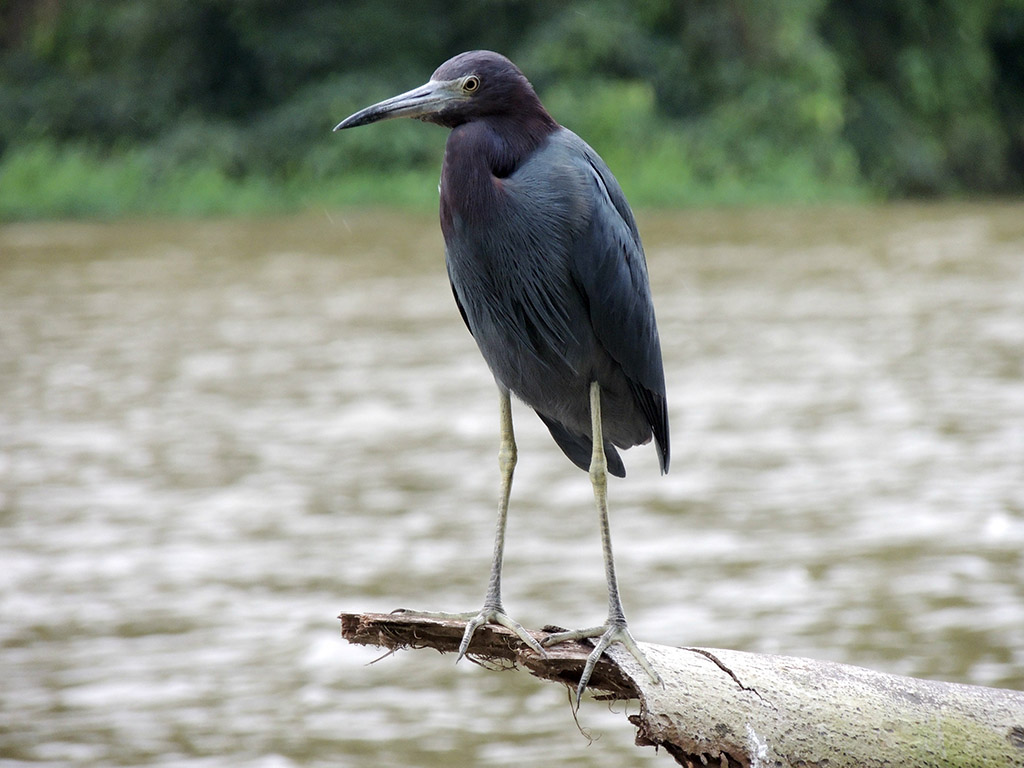 414 - Parco Tortuguero - Airone - Costa Rica