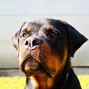 Tragedy in Rome: pregnant woman hit by falling rottweiler