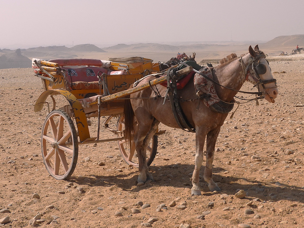 12 - Carrozza a cavallo vicino alle Piramidi nel deserto di Giza - Egitto