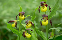 ORCHIDEE SELVATICHE, <BR> ALLARME IN ITALIA