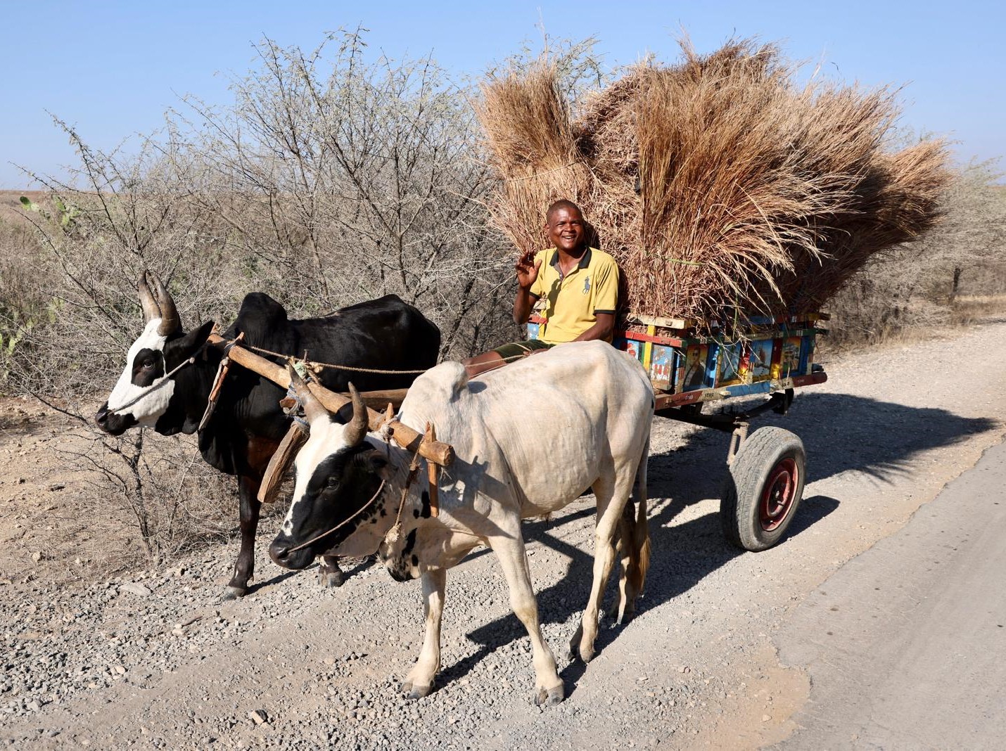 22 - Carro di zebu' - Madagascar