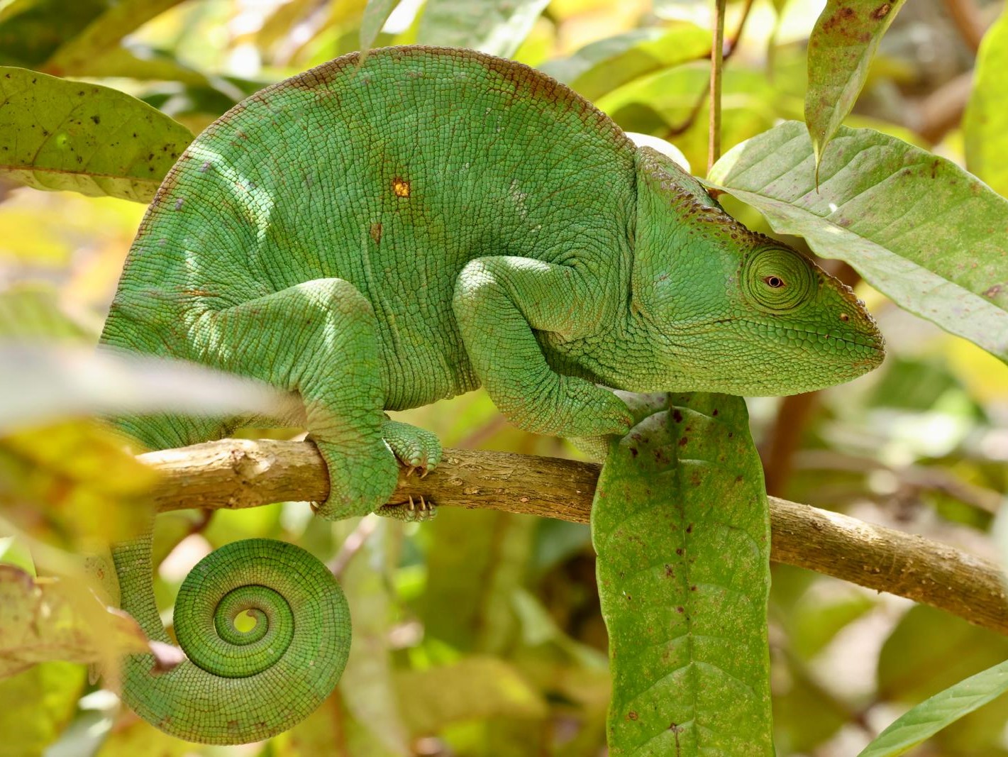 17 - Camaleonte - Madagascar