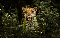 AMAZZONIA, GIAGUARO <BR> SEMPRE PIÃ IN PERICOLO