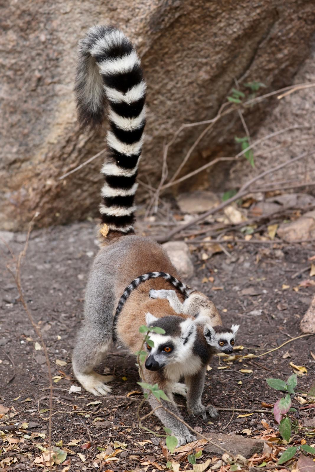 16 - Lemure Catta con cucciolo - Madagascar