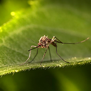 Dengue virus, alert in Italy: it's rush to buy mosquito nets