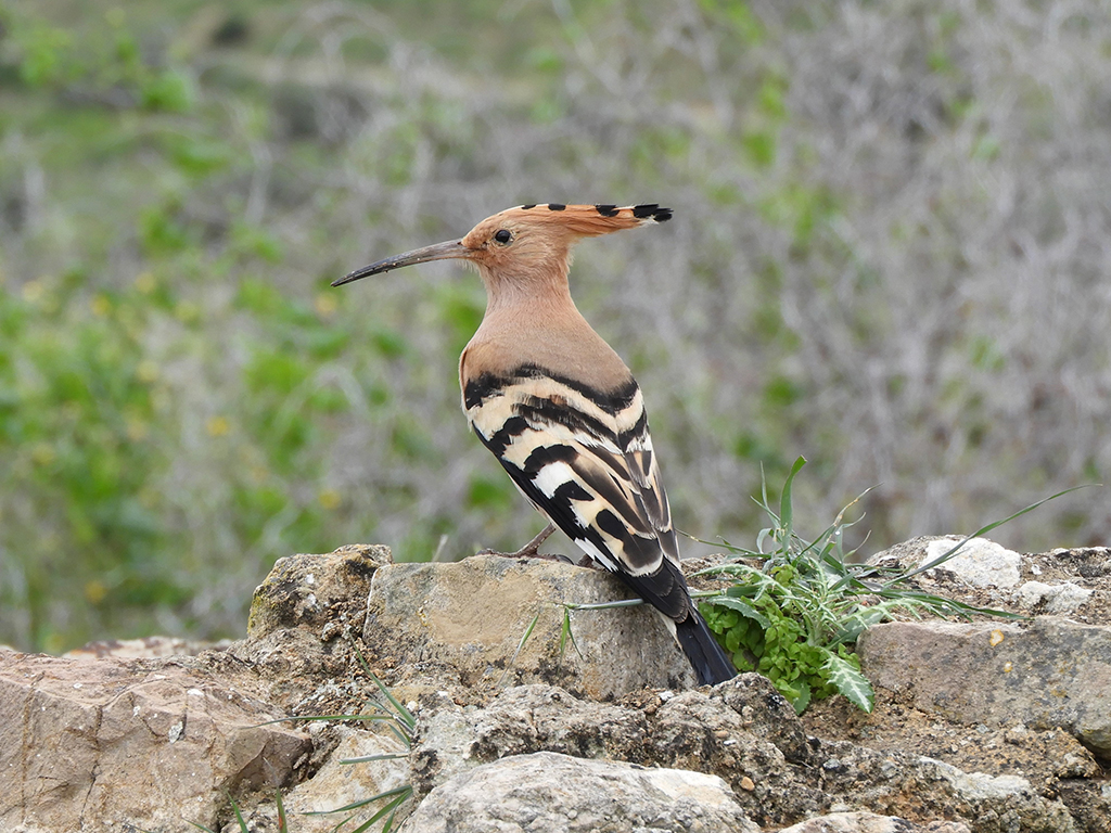 Uccello upupa - Tunisia 