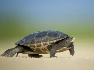 RICERCA, LE TARTARUGHE SONO ANIMALI SOCIALI 