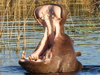 Botswana