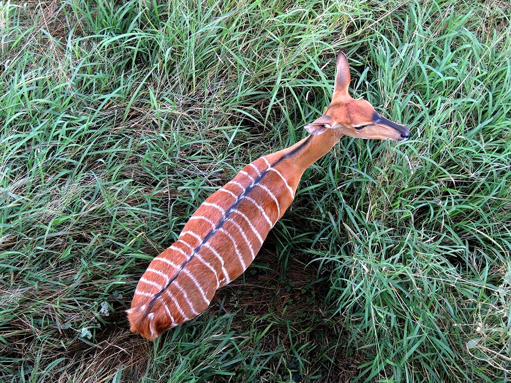 715 - Antilope nyala nella riserva di Mpumalanga - Sud Africa