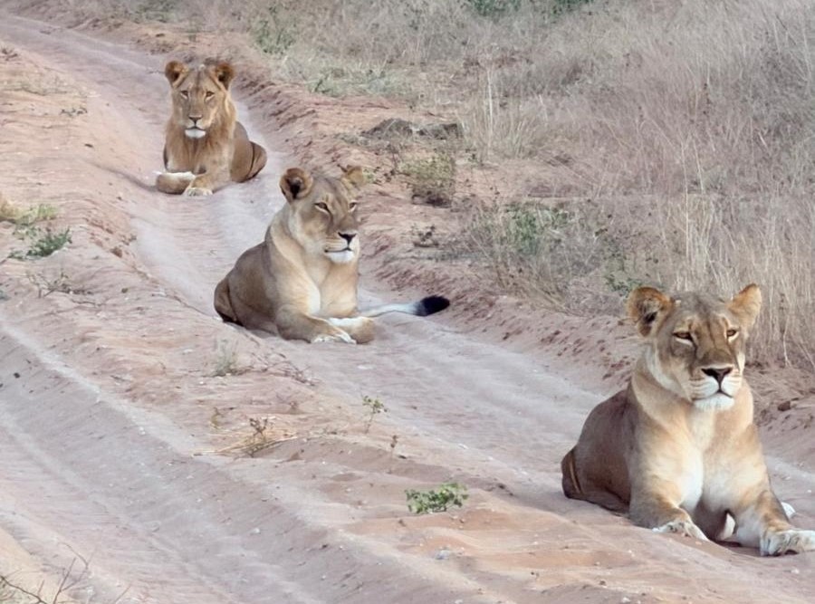 Leoni nel Parco Nazionale del Chobe - Botswana