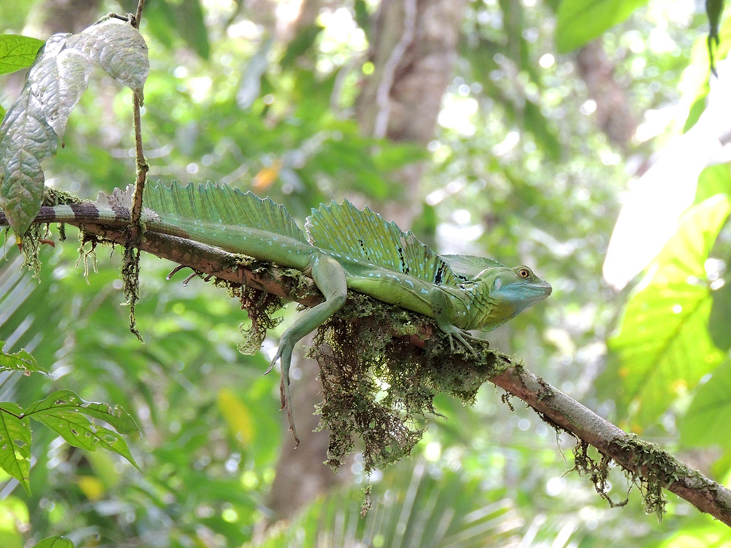 417 - Parco Tortuguero - Lucertola - Costa Rica