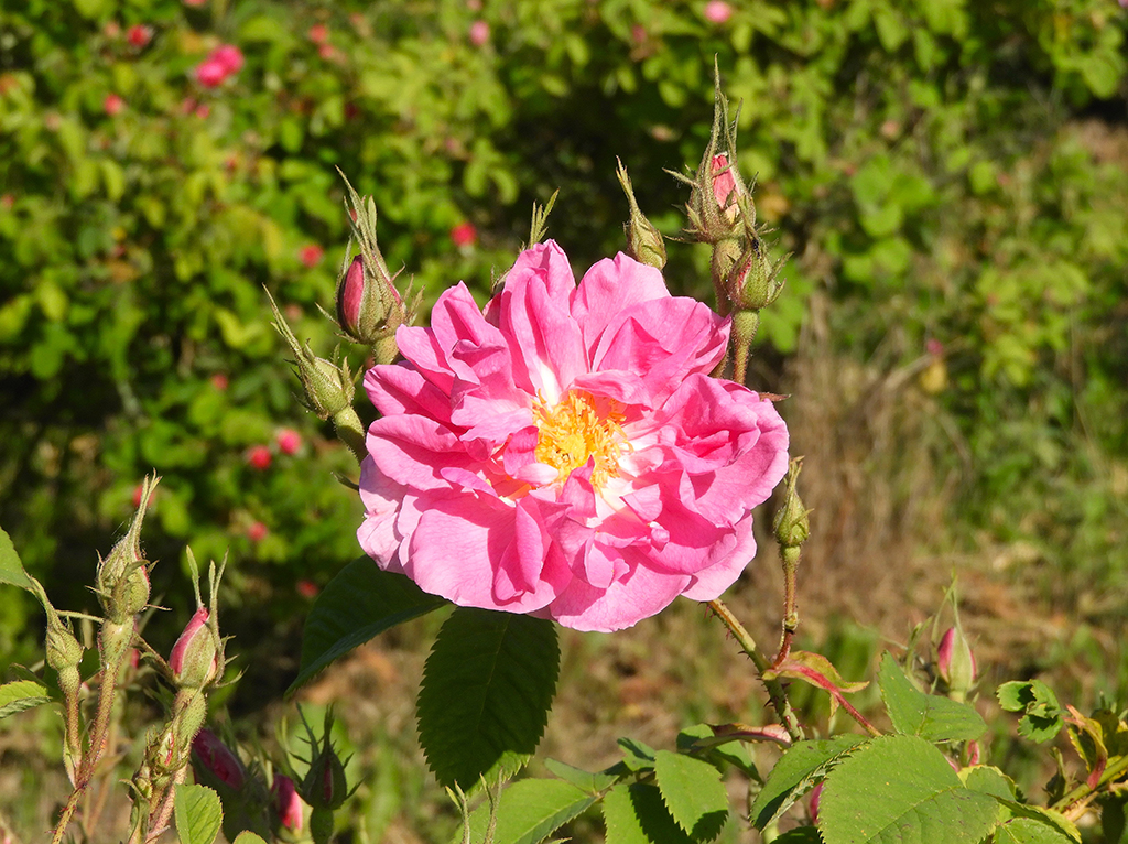 11 - Rosa damascena nella valle delle rose a Kazanluk - Bulgaria