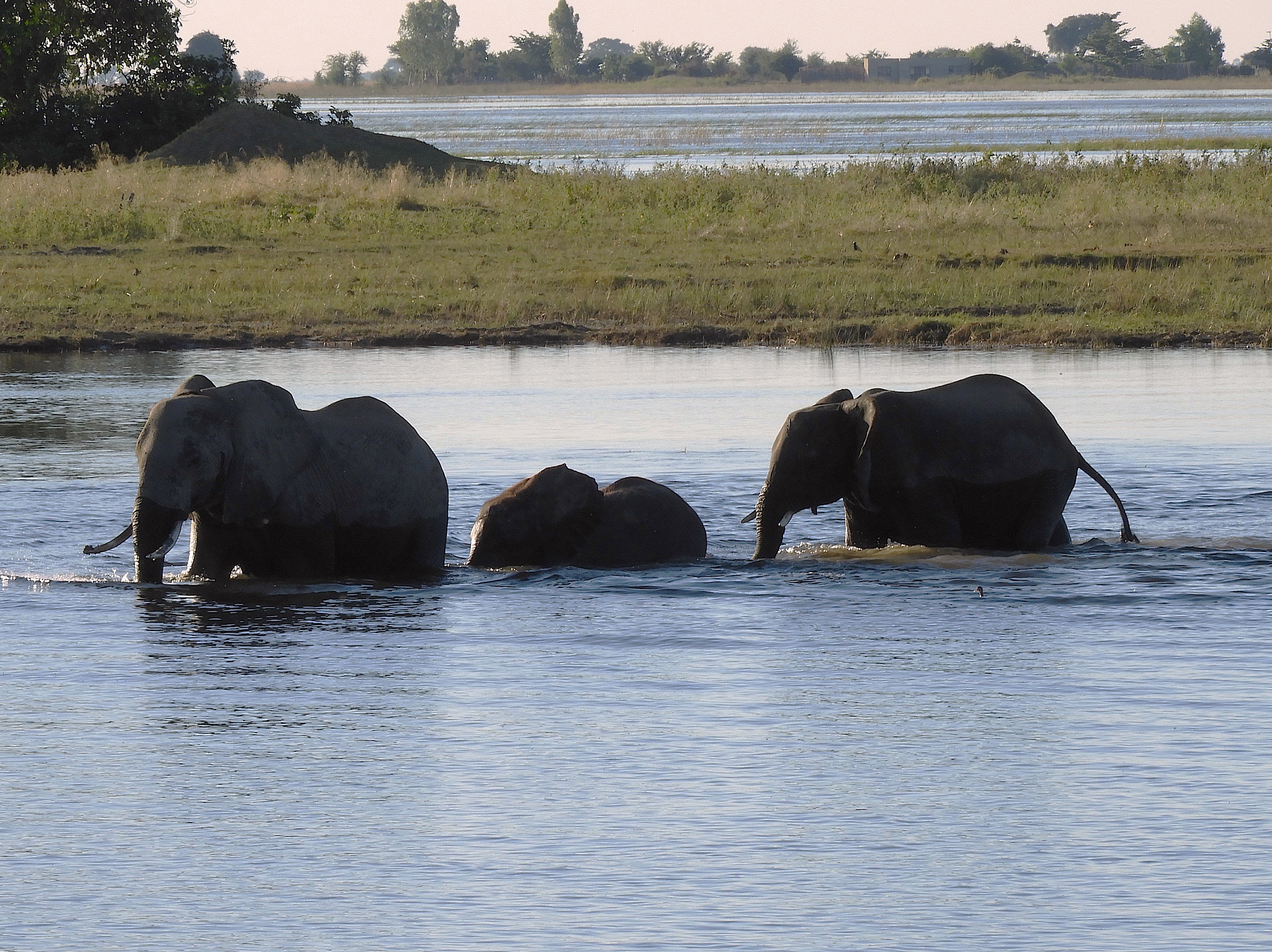 Attraversamento elefanti nel fiume Zambesi - Botswana