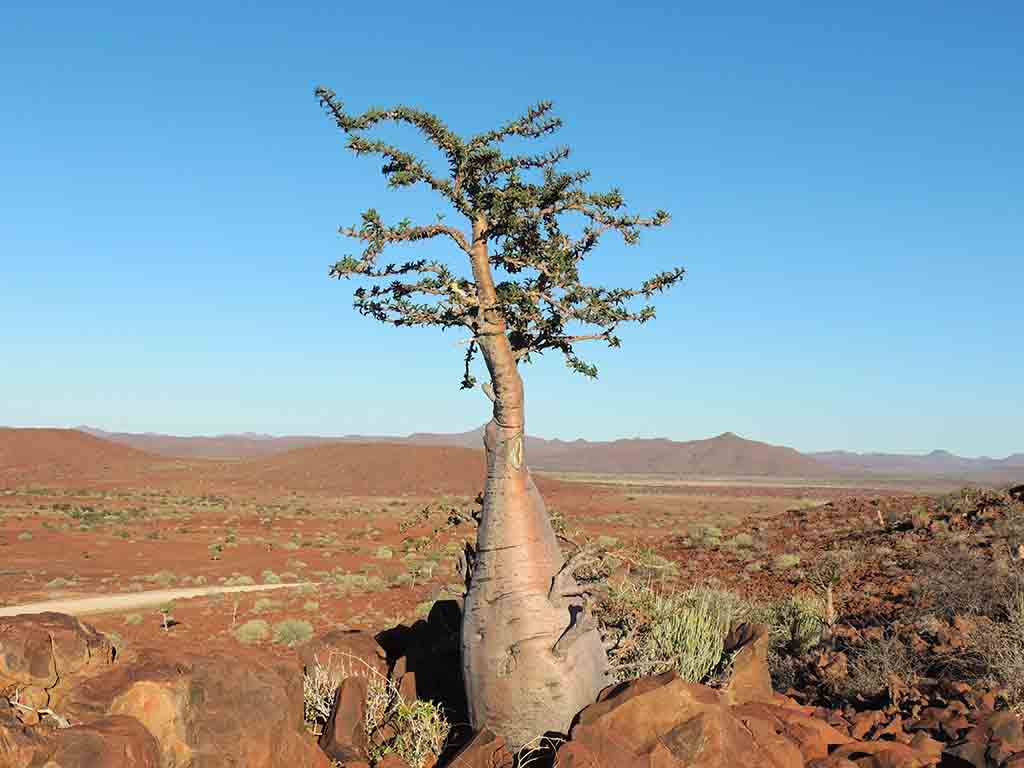 113 - Damaraland - Namibia