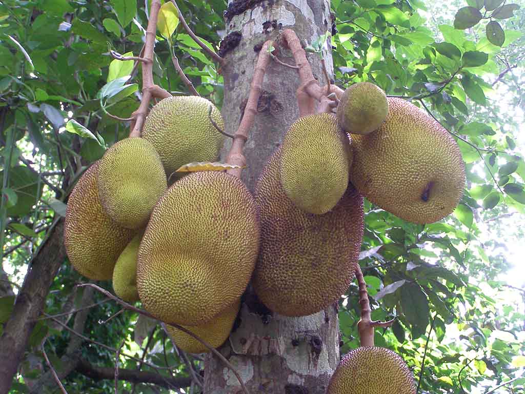 309 - Albero del pane - Sri Lanka