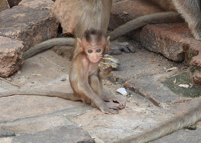 1091 - Macaco presso il tempio indu Phra Prang Sam Yod a Lopburi - Thailandia