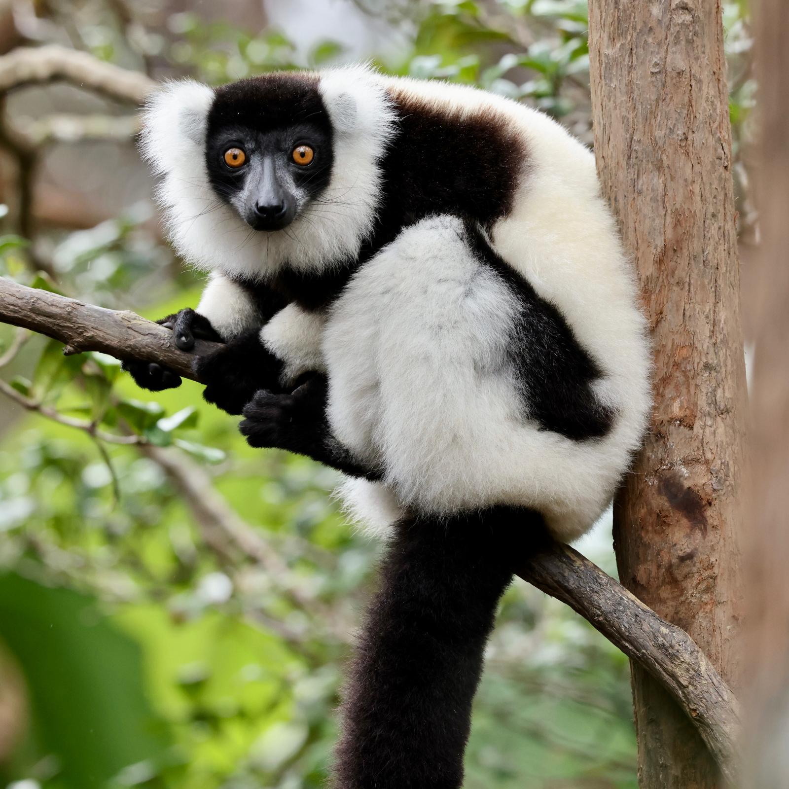 08 - Lemure Vari Bianconero - Madagascar