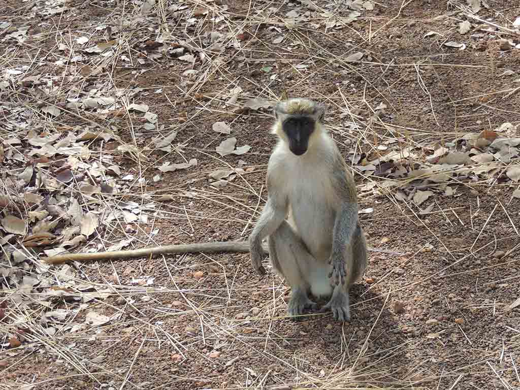 216 - Wassadou parco Niokolo Koba - Senegal