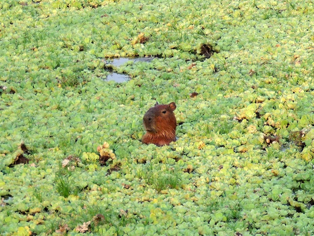 519 - Capibara in acqua nel Parco del Pantanal
