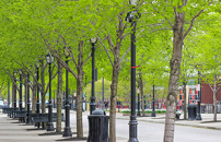 Il lusso della biodiversitÃ : perchÃ© i quartieri piÃ¹ ricchi hanno piÃ¹ natura