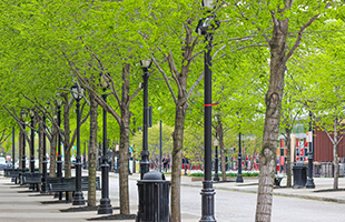 Il lusso della biodiversitÃ : perchÃ© i quartieri piÃ¹ ricchi hanno piÃ¹ natura