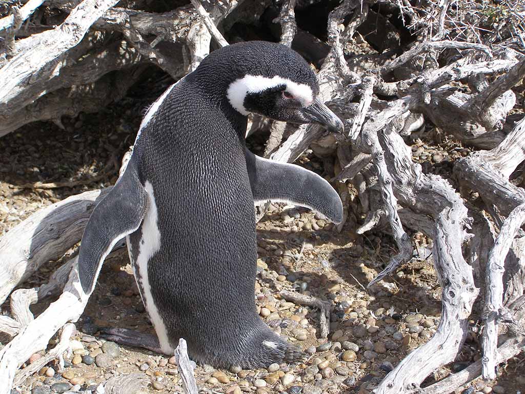 521 - Pinguino Magellano a Punta Tombo nella Penisola di Valdes - Argentina