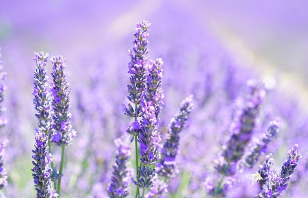 FIERE, BERGAMO <br> CAPITALE COSMETICA 