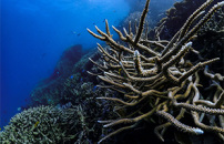Ibuprofen in coastal waters: a threat to marine plants