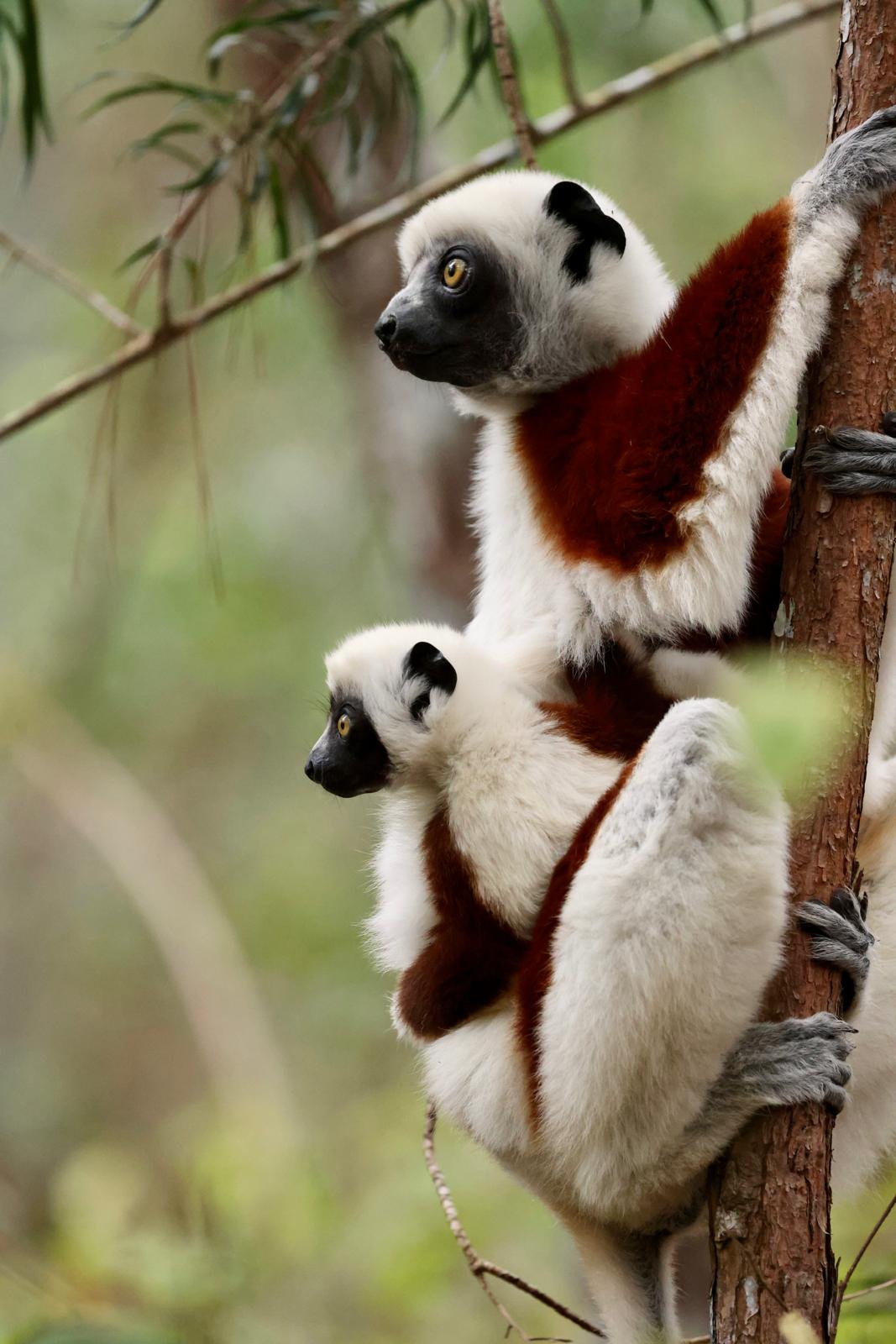 07 - Lemure Sifaka di Coquerel con cucciolo - Madagascar