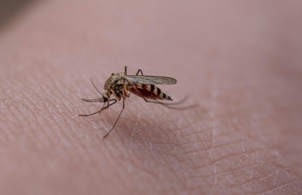 WEST NILE NEL LAZIO: <BR> OGGI L'OTTAVA VITTIMA
