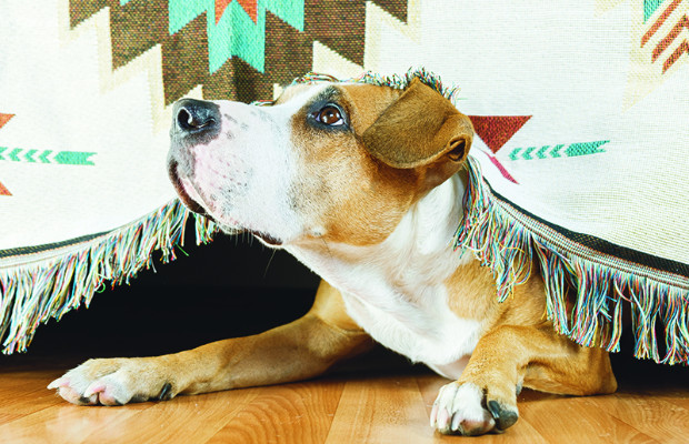 ANIMALI, CONSIGLI <BR> PER LA PAURA DA BOTTI