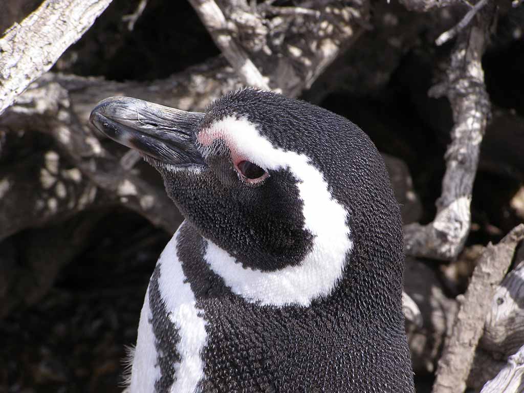 522 - Pinguino Magellano a Punta Tombo nella Penisola di Valdes - Argentina