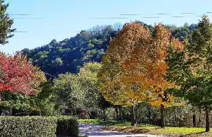 Le Marche dei Piceni e delle tradizioni 